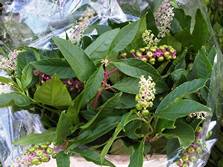 phytolacca